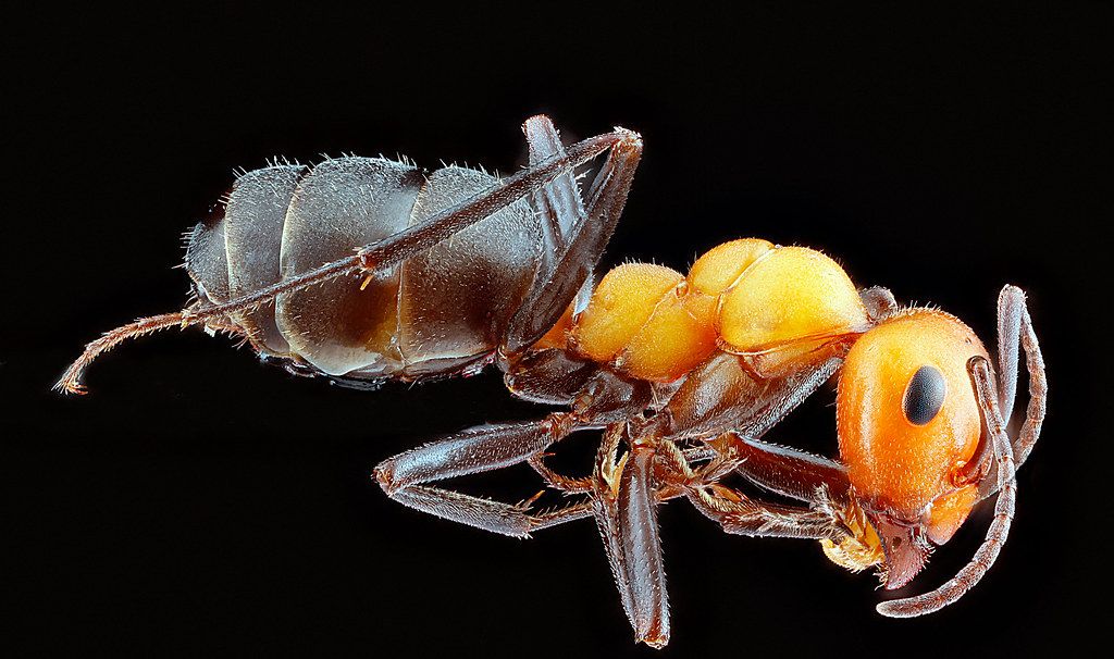 Ant Control service in Lebanon, PA