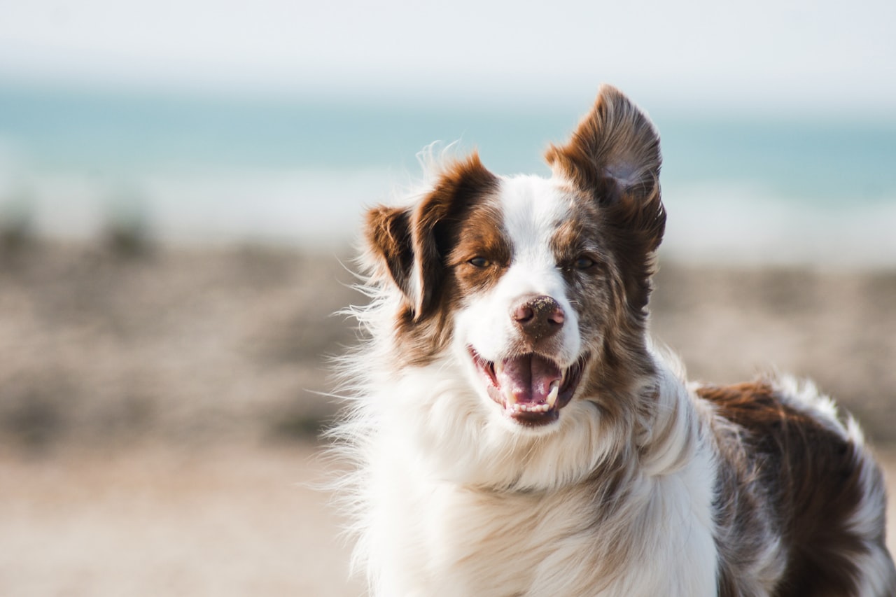 Flea & Tick Control service in Lebanon, PA