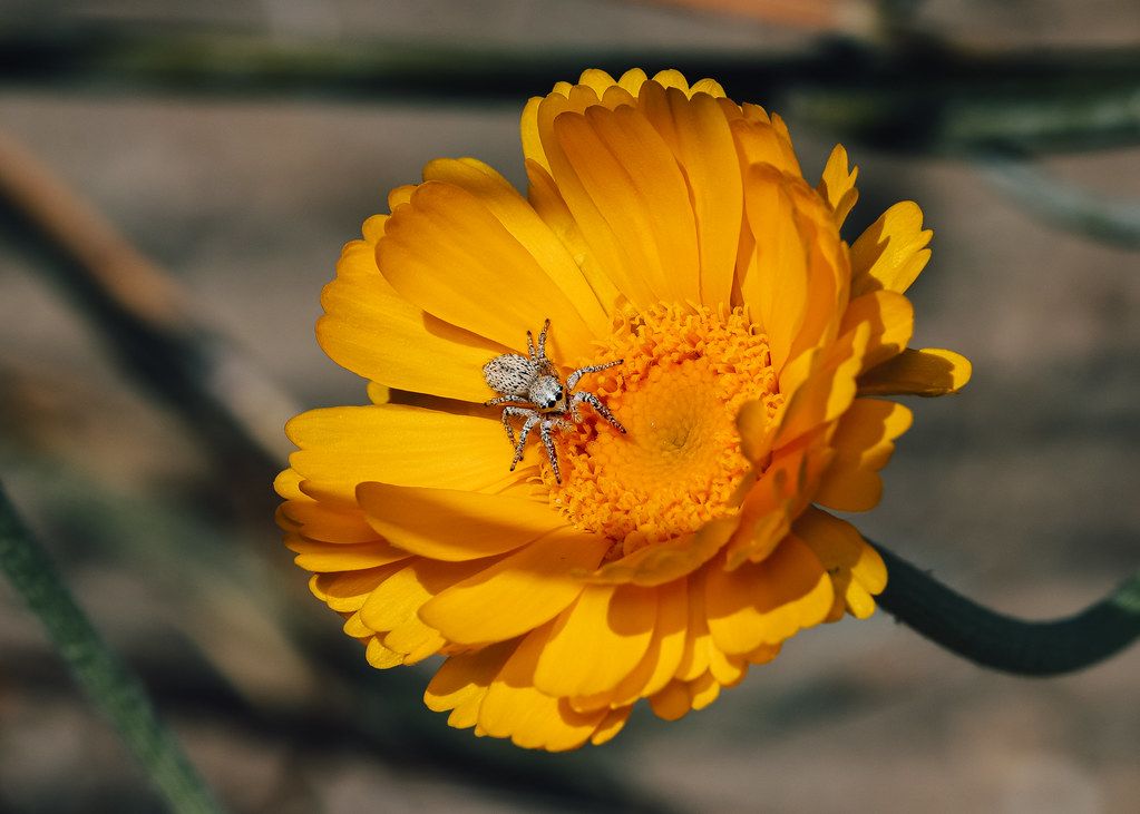 Spider Control service in Lebanon, PA